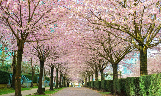 6 Ways to Celebrate spring 2023 in Vancouver